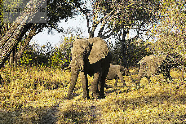 Eine kleine Gruppe von drei Elefanten  loxodonta africanus  unterschiedlichen Alters  ein Elefantenkalb