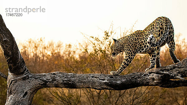 Ein Leopard  Panthera pardus  balanciert bei Sonnenuntergang auf einem Baumstamm