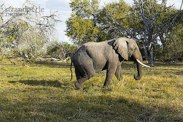 Ein Elefant mit Stoßzähnen  der über eine Wiese läuft