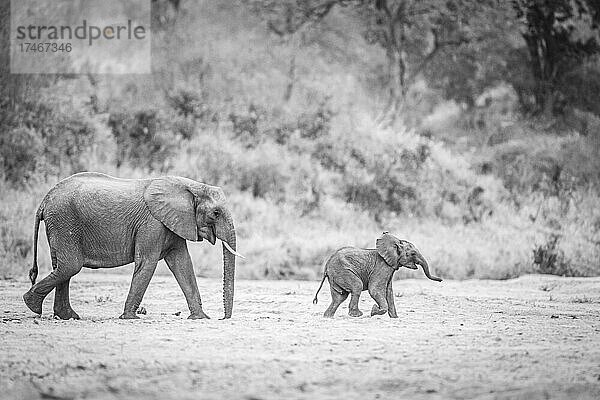Ein afrikanischer Elefant und sein Kalb  Loxodonta africana  gehen durch eine Lichtung  von der Seite  in Schwarz-Weiß