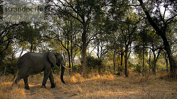 Afrikanischer Elefant  loxodonta africana  läuft durch Bäume