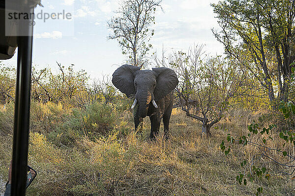 Ein großer afrikanischer Elefant  der vor einem Safari-Jeep steht und die Ohren spitzt.