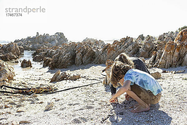 Zwei Menschen  Junge und Mädchen  sammeln Muscheln am Strand