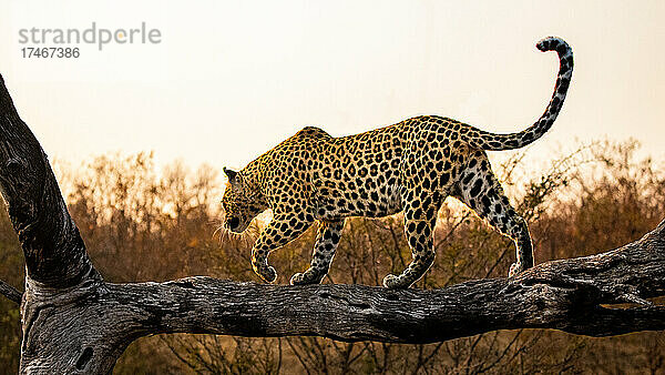 Ein Leopard  Panthera pardus  balanciert bei Sonnenuntergang auf einem Baumstamm