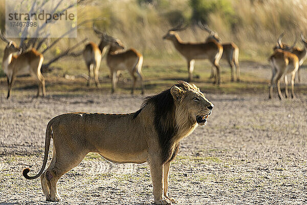 Ein männlicher Löwe  der am frühen Morgen in einiger Entfernung von einer Impala-Herde steht