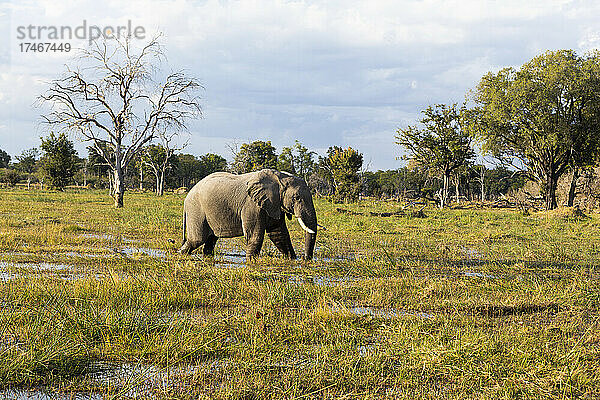 Ein Elefant watet durch die Sümpfe in einem Wildtierreservat.