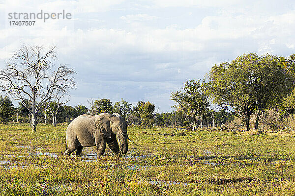 Ein Elefant watet durch die Sümpfe in einem Wildtierreservat.