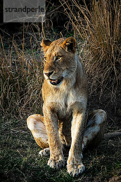 Eine Löwin  Panthera leo  sitzt da und schaut aus dem Bild