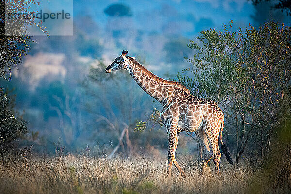 Eine Giraffe  Giraffa camelopardalis giraffa  läuft durch eine Lichtung mit blauem Hintergrund