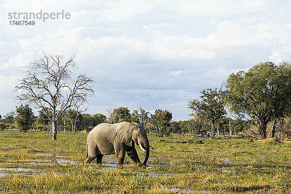 Ein Elefant watet durch die Sümpfe in einem Wildtierreservat.