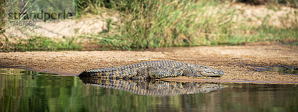 Ein Nilkrokodil  Crocodylus niloticus  sonnt sich am Ufer eines Flusses