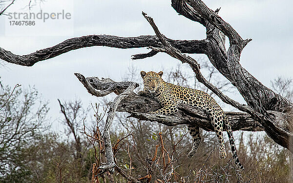 Ein Leopard  Panthera pardus  liegt auf einem toten Ast und schaut aus dem Bild