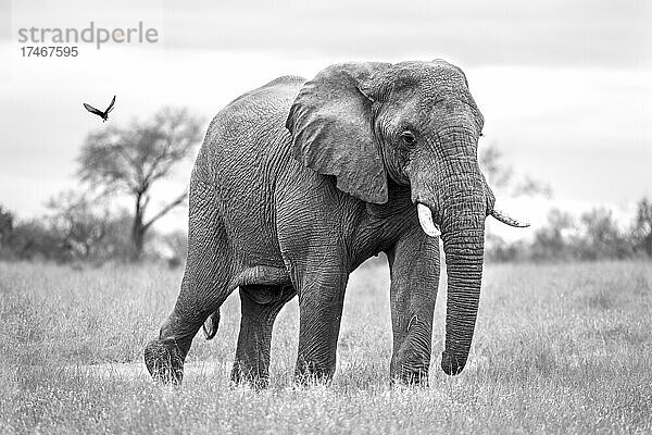 Ein Elefant  Loxodonta africana  mit gespreizten Ohren