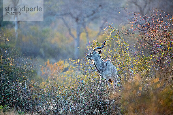 Ein Kudubulle  Tragelaphus strepsiceros  steht inmitten der herbstlich gefärbten Vegetation