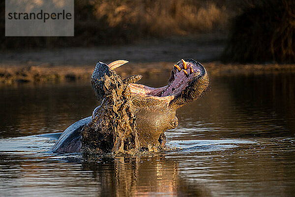 Ein Nilpferd  Hippopotamus amphibius  gähnt im Wasser  Zähne sichtbar