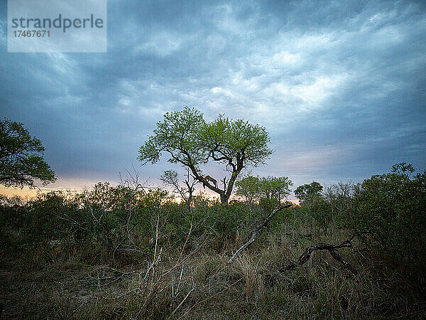 Eine Landschaftsaufnahme eines Leoparden  Panthera pardus  in einem Baum mit seiner Beute  Silhouette