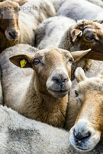 Herde Coburger Fuchsschaf-Schafe stehen im Freien