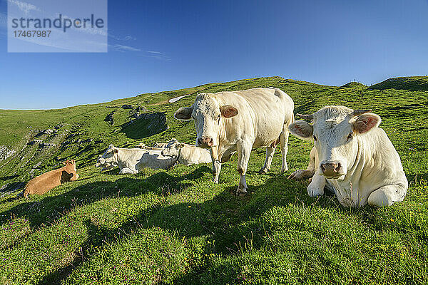 Kühe auf Gras in Kärnten  Österreich