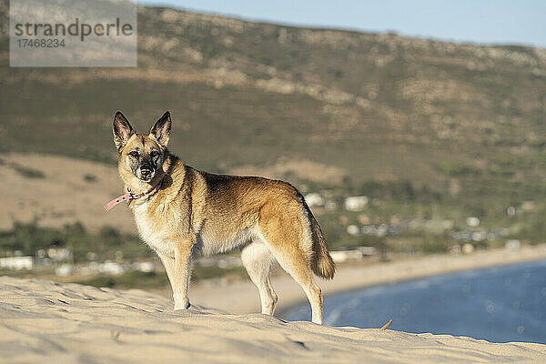 Hund auf Sanddüne am Strand  Tarifa  Spanien