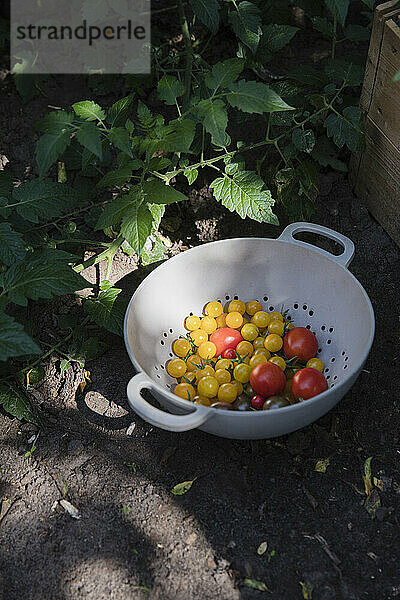 Sieb mit selbst angebauten Tomaten  die im Gemüsegarten liegen