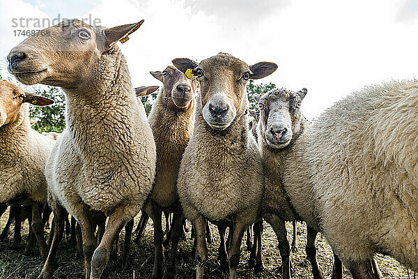 Herde Coburger Fuchsschaf-Schafe stehen im Freien