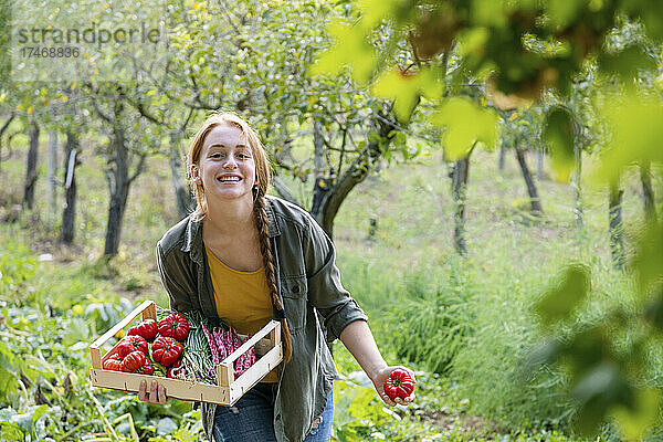 Glückliche Bäuerin mit einer Kiste  die Tomaten im Garten hält