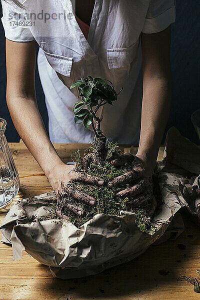 Junge Frau pflanzt Bonsai-Baum