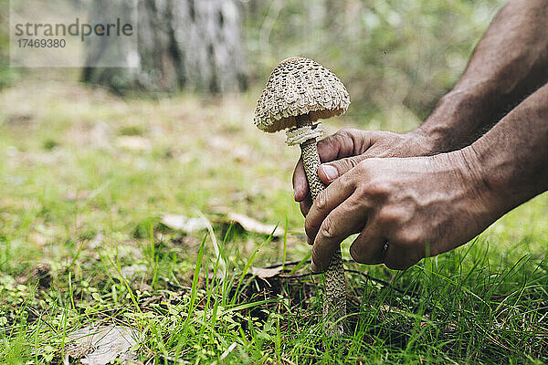 Reifer Mann sammelt Pilze im Wald