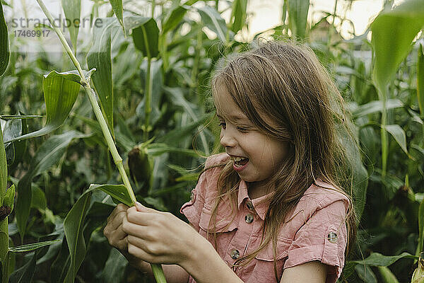 Neugieriges Mädchen blickt auf die Ernte im Maisfeld