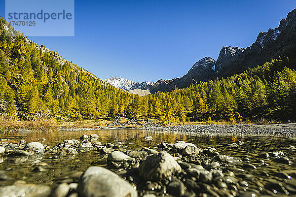 Tal der Nadelbäume in der Nähe des Flusses an sonnigen Tagen im Val Masino  Sondrio  Italien