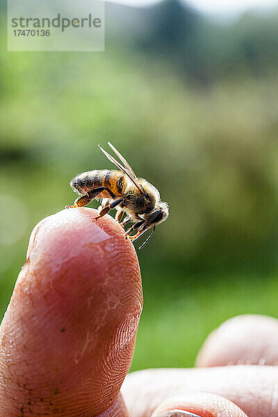 Honigbiene leckt Flüssigkeit von der Spitze eines menschlichen Fingers