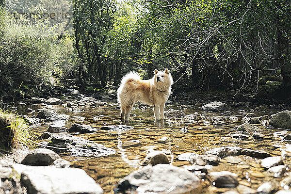 Akita-Hund steht an sonnigen Tagen im Wasser