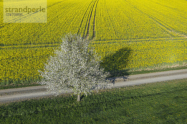 Drohnenaufnahme eines einzelnen Kirschbaums  der im Frühling an einer unbefestigten Straße entlang eines riesigen Rapsfelds blüht