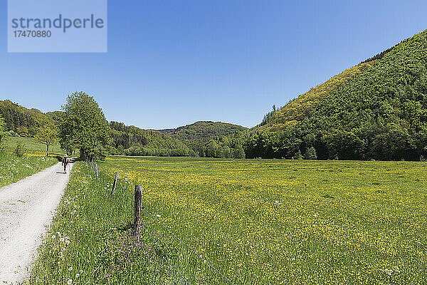 Mann geht auf Fußweg am Frühlingsfeld  Simmerath  Eifel  Nordrhein-Westfalen  Deutschland