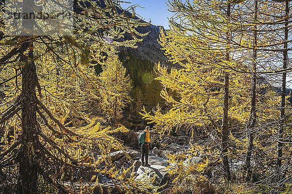 Männlicher Wanderer steht im Herbst auf einem Felsen inmitten von Bäumen im Val Masino  Sondrio  Italien