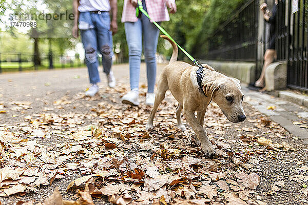 Junges Paar mit Hund geht im Park spazieren