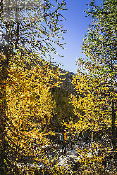 Reifer Mann auf einem Felsen mit Blick auf Nadelbäume im Herbst im Val Masino  Sondrio  Italien