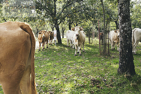 Kühe stehen auf einem landwirtschaftlichen Feld