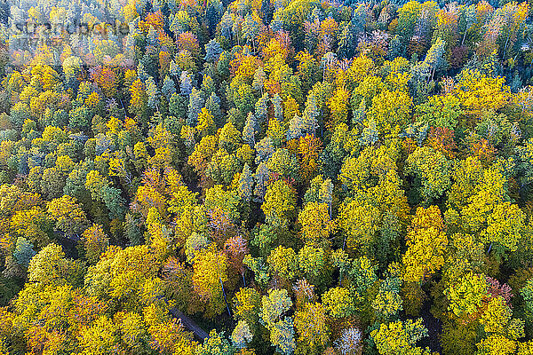 Herbstbäume im Schwäbisch-Fränkischen Wald  Deutschland