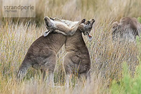Zwei junge östliche graue Kängurus (Macropus giganteus) kämpfen im Gras