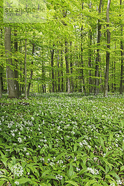 Blühende Bärlauchpflanzen im Wald