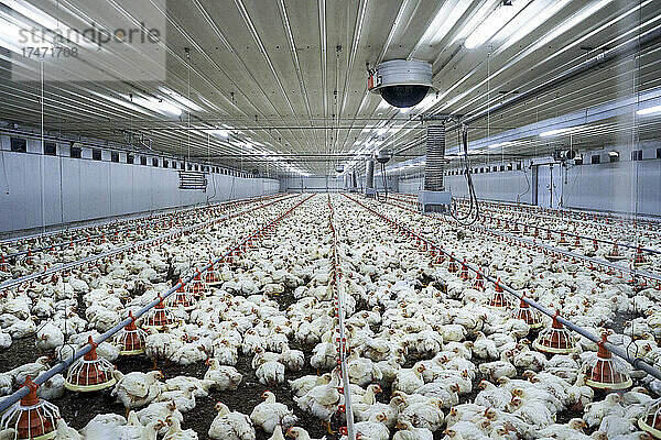 Hühnerherde auf Geflügelfarm