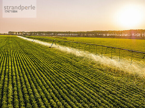 Luftaufnahme von landwirtschaftlichen Sprinklern  die bei Sonnenaufgang riesige Sojabohnenfelder bewässern
