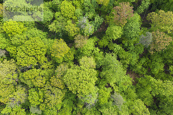 Luftaufnahme eines üppigen grünen Waldes im Frühling