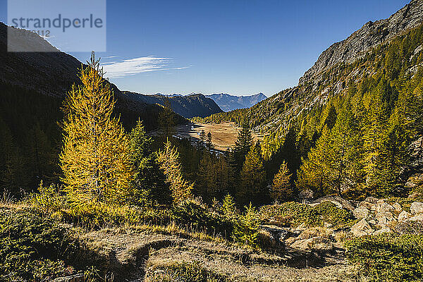 Malerische Berge am Nadelwald im Val Masino  Sondrio  Italien