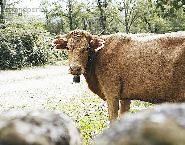 Kuh im Wald an sonnigen Tagen