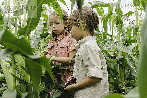 Neugierige Geschwister betrachten die Ernte im Maisfeld