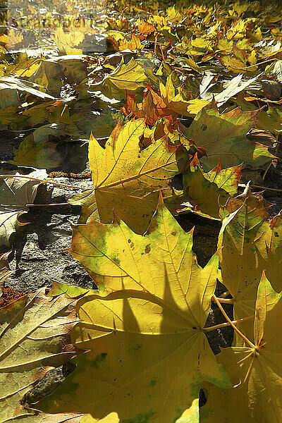 Gefallene Ahornblätter liegen im Herbst auf dem Boden