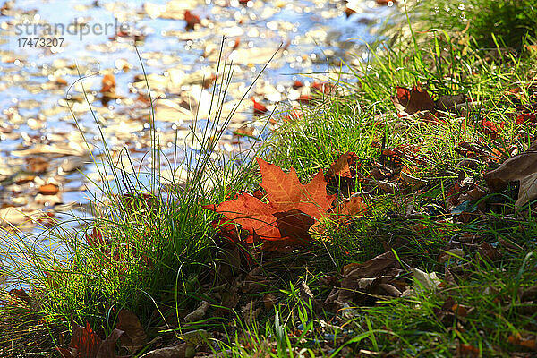 Gefallene Herbstblätter auf Gras am Seeufer