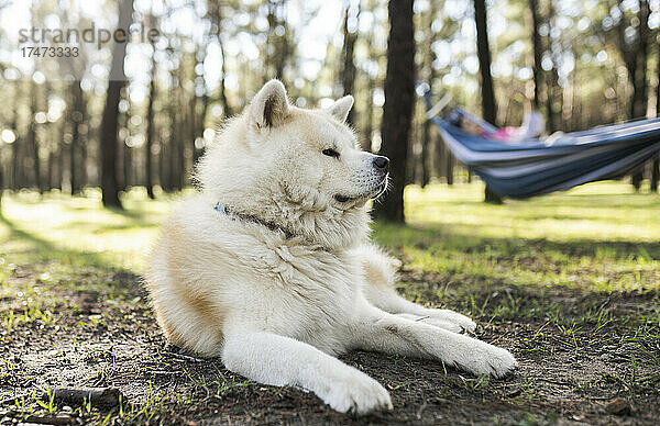 Weißer Akita-Hund blickt in den Park